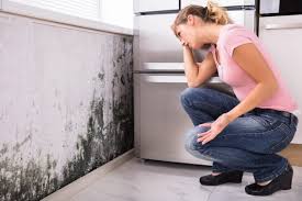 Best Mold Removal for HVAC Installations  in Avonmore, PA